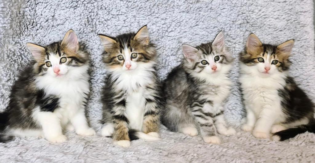 4 chatons 2023